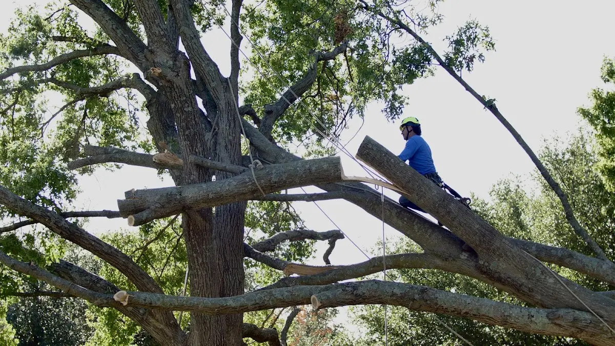 Professional Hazardous Tree Removal performed by certified arborists in Sumava Resorts