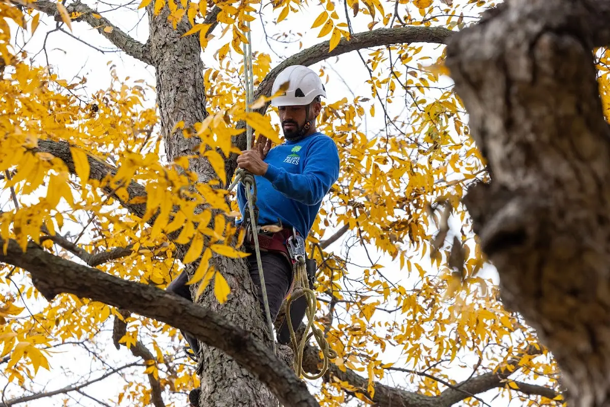 Skilled Tree Pruning crew working in Sumava Resorts