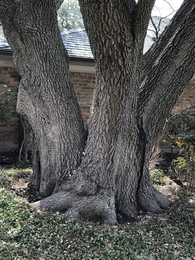 Mature heritage tree close to a Sumava Resorts property cared for by certified arborists